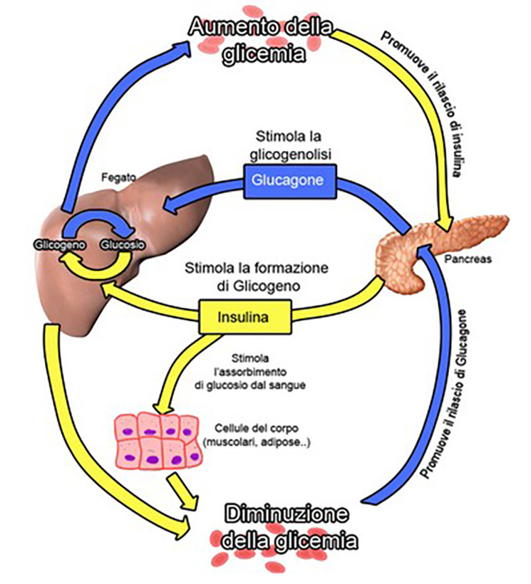 Zuccheri e insulina